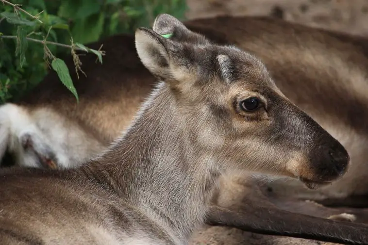 Reindeer (Rangifer tarandus)