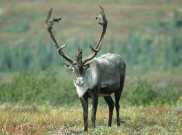 reindeer