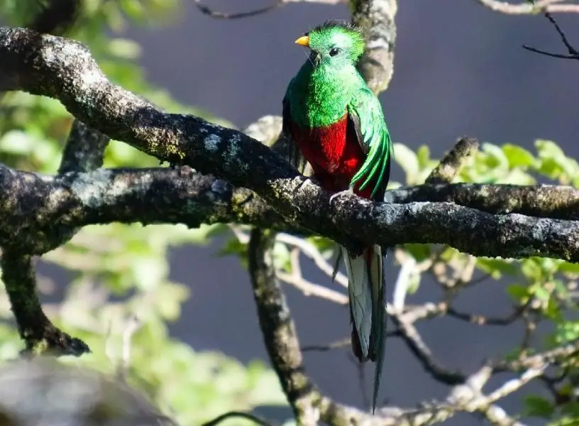 resplendent quetzal