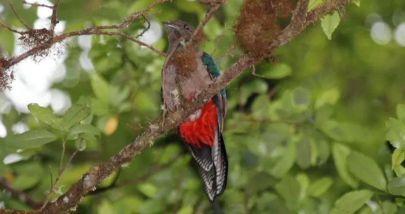 resplendent quetzal