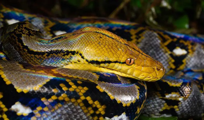 Reticulated Python