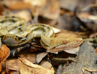 Reticulated Python