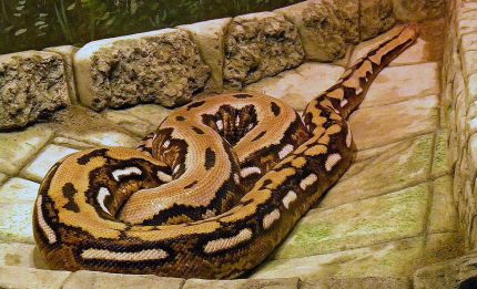 Reticulated Python | The Animal Facts