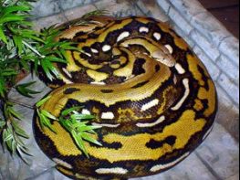 Reticulated python