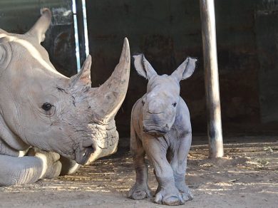 baby rhino monarto
