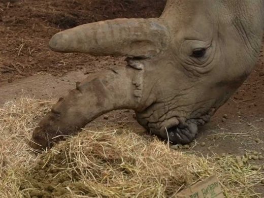 Rhino Birthday at Marwell Zoo