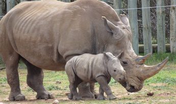 rhino calf monarto safari