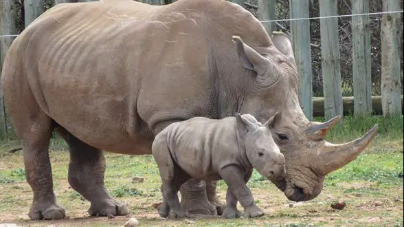 rhino calf monarto safari