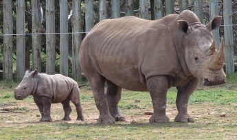 Rhino Calf Eshe Monarto Safari Park
