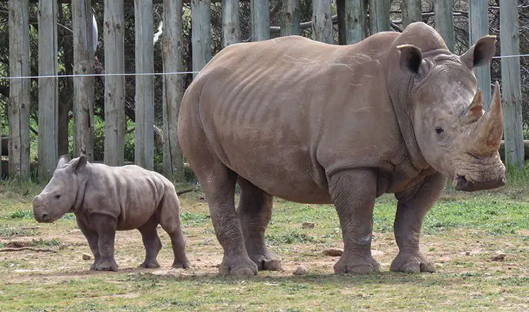 Rhino Calf Eshe Monarto Safari Park