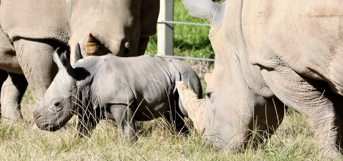 Southern White Rhinoceros Taronga Western Plains Zoo