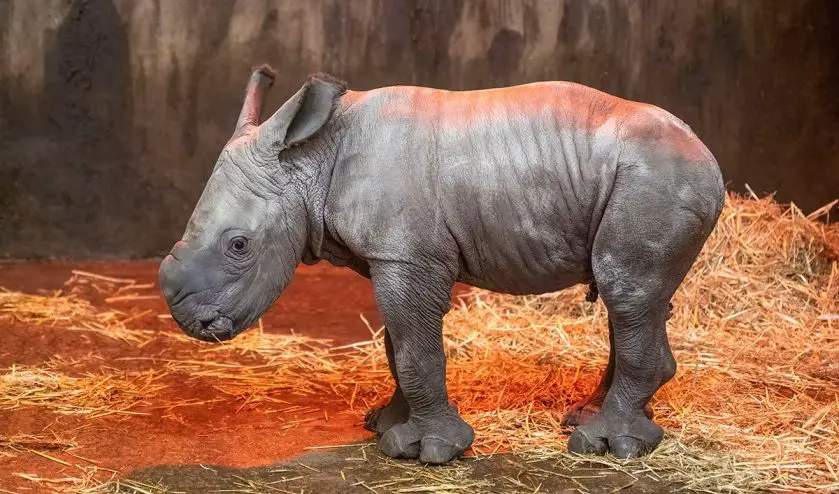 Rhino Calf West Midlands Safari Park