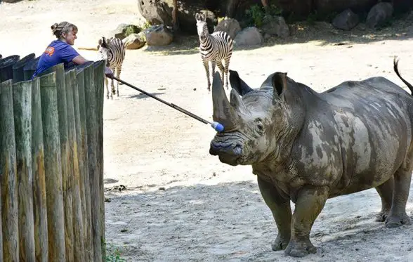 maryland zoo rhino
