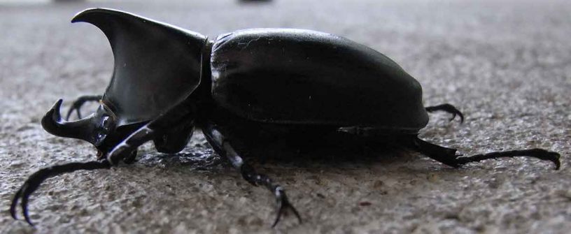 Rhinoceros Beetle