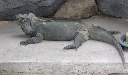 rhinoceros iguana