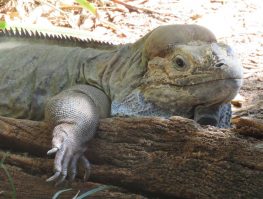 rhinoceros iguana