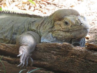 rhinoceros iguana
