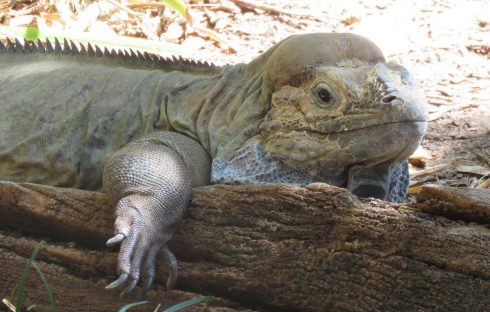 rhinoceros iguana