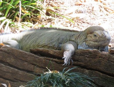 rhinoceros iguana