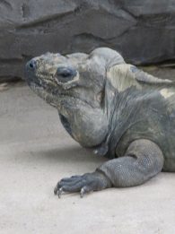 rhinoceros iguana