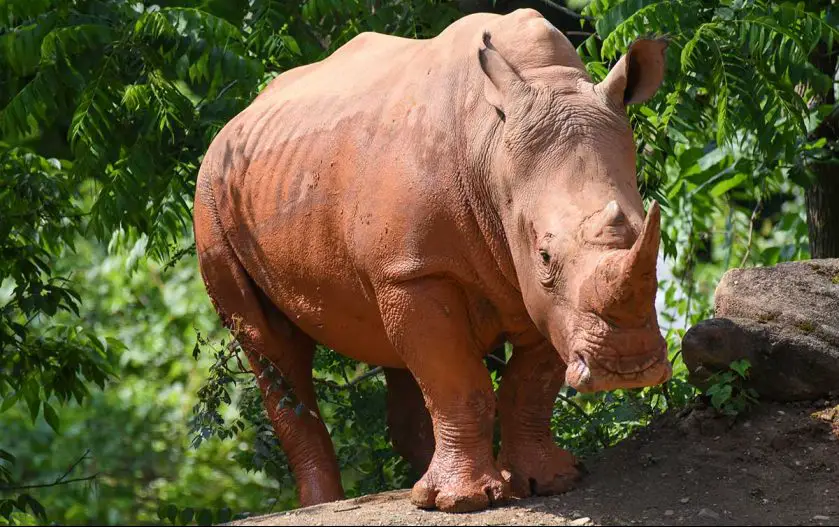 Rhinos Named at the Maryland Zoo