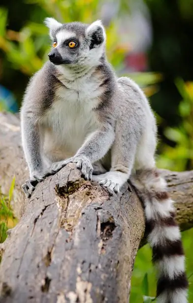 Ring-tailed Lemur