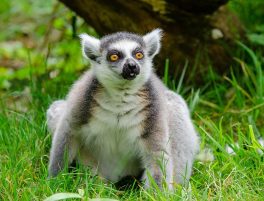 Ring-tailed Lemur