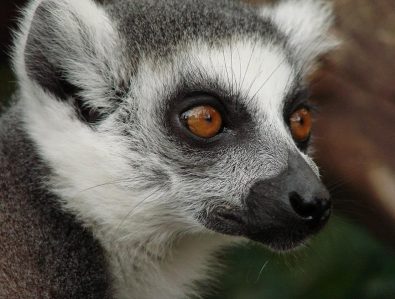 Ring-tailed Lemur