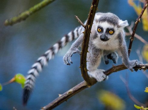 Ring-tailed Lemur