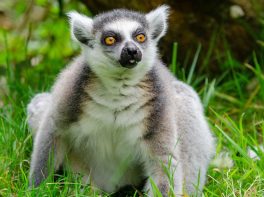Ring-tailed Lemur
