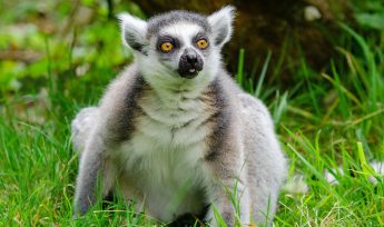 Ring-tailed Lemur