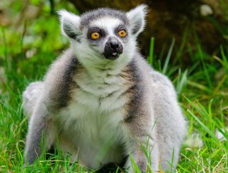 Ring-tailed Lemur