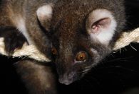 common ringtail possum
