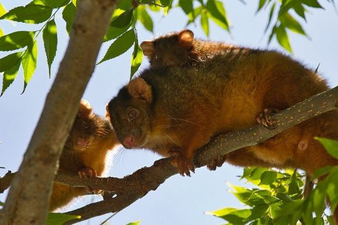 common ringtail possum