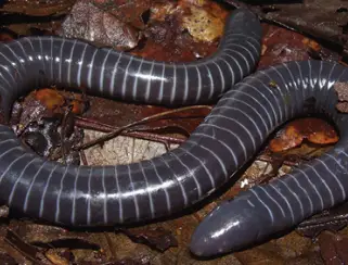 ringed caecilian
