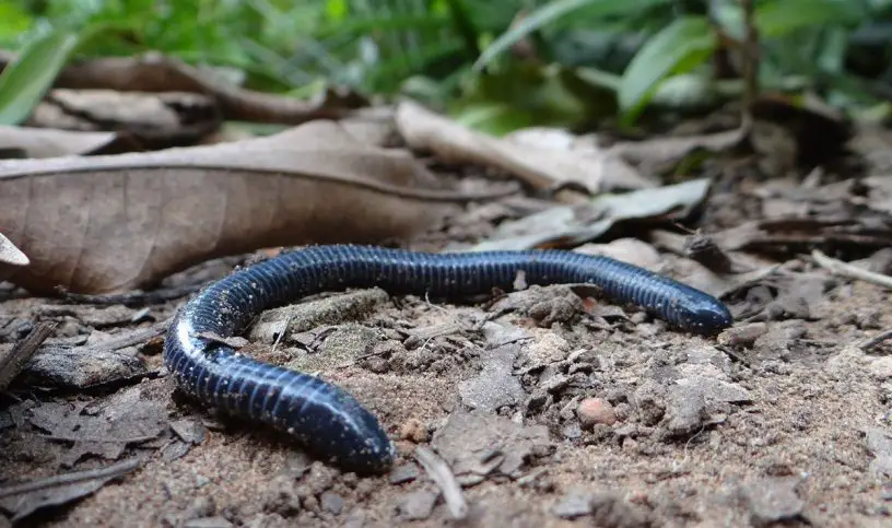 ringed caecilian