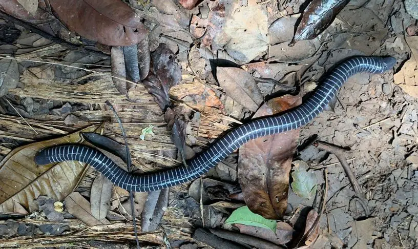 ringed caecilian