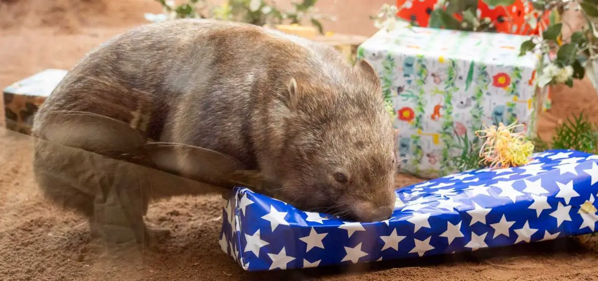 Ringo the Wombat Turns 10 at Wildlife Sydney Zoo
