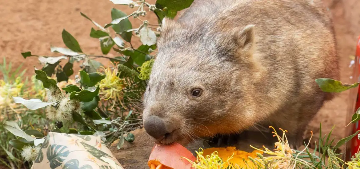 Ringo the Wombat Turns 10 at Wildlife Sydney Zoo