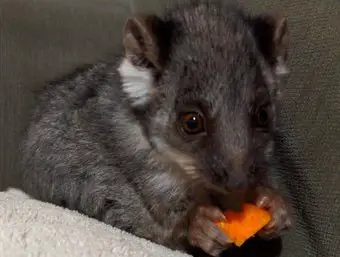ringtail possum