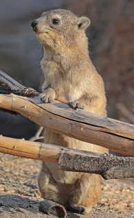 rock hyrax