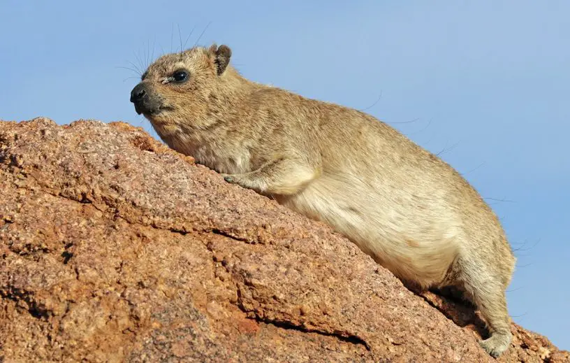 rock hyrax
