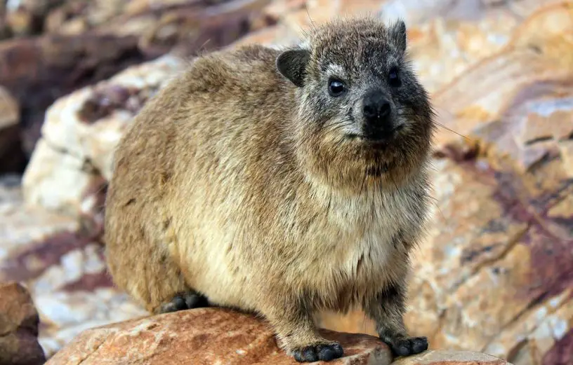 rock hyrax