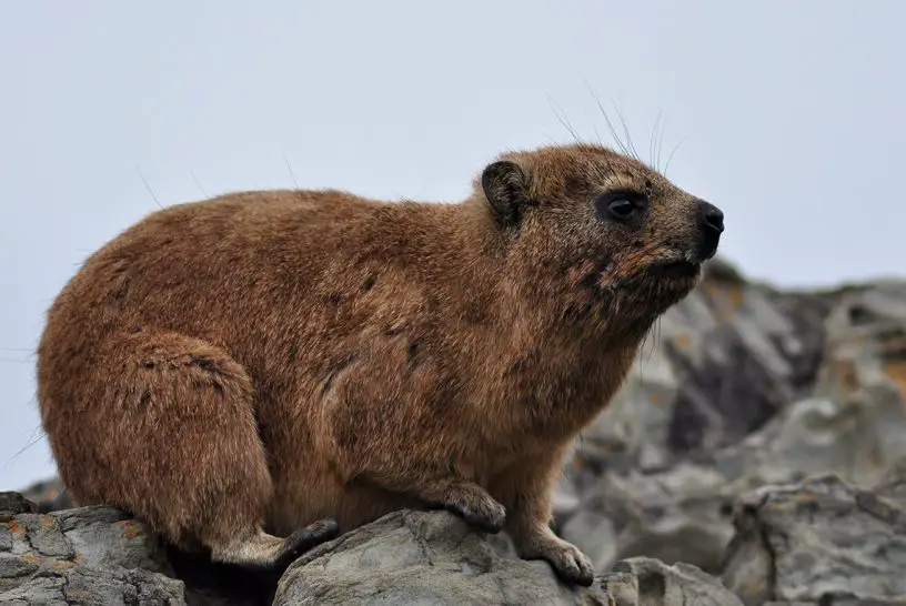 rock hyrax