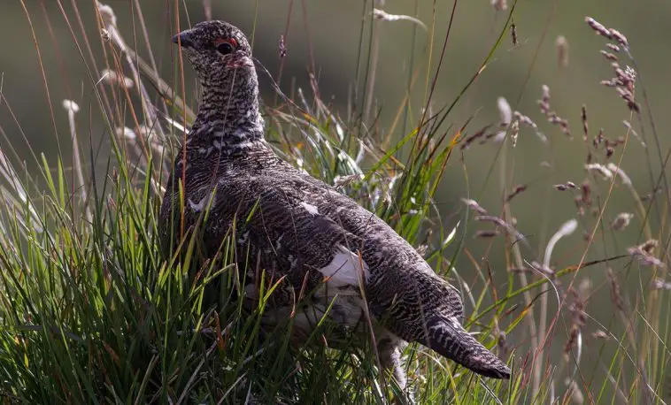 Rock Ptarmigan (Lagopus muta)