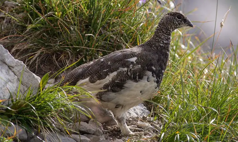 Rock Ptarmigan (Lagopus muta)