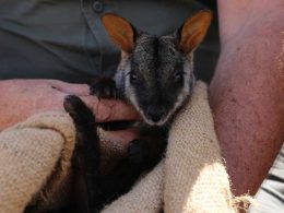 brush-tailed rock wallaby health check at Aussie Ark