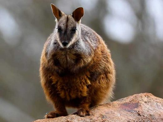 Brush-tailed Rock Wallaby Flight Aussie Ark