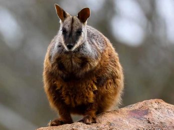 Brush-tailed Rock Wallaby Flight Aussie Ark