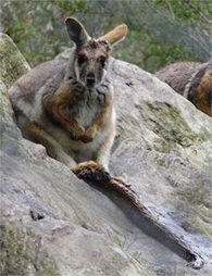 Rock Wallaby